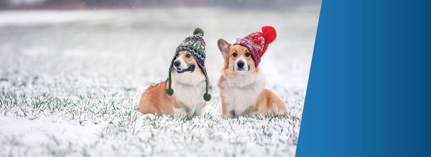 Dogs in hats sitting in a snowy field